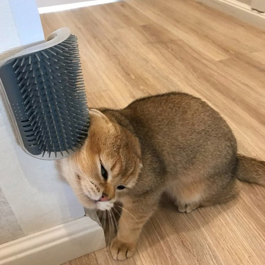 Katze Selbst-Fellpflege